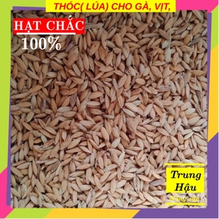 Thóc cho gà, vịt, chim, hạt chắc