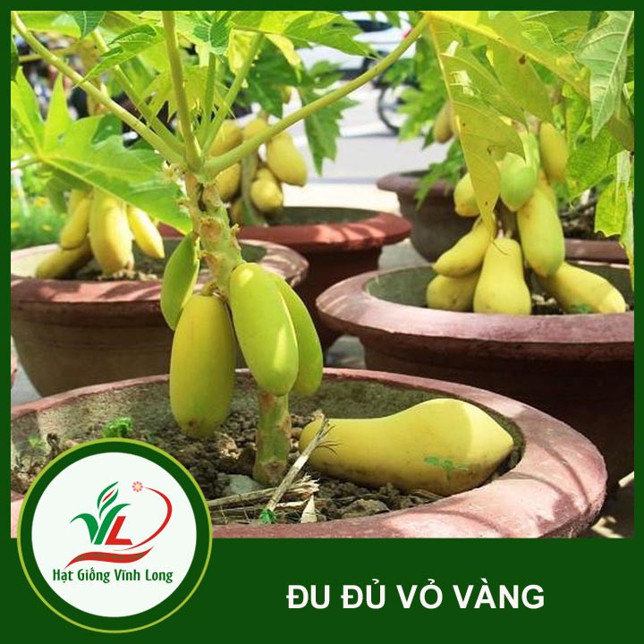 Hạt giống Đu đủ vàng Vĩnh Thành - 5 hạt