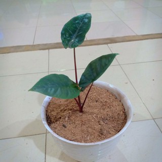 Mô Hình Nhân Vật Hoạt Hình Arifolia