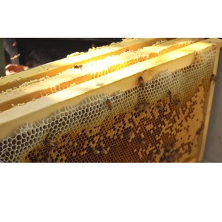 Mật Ong Hoa Cà Phê Organic Nguyên Chất (1 lít)