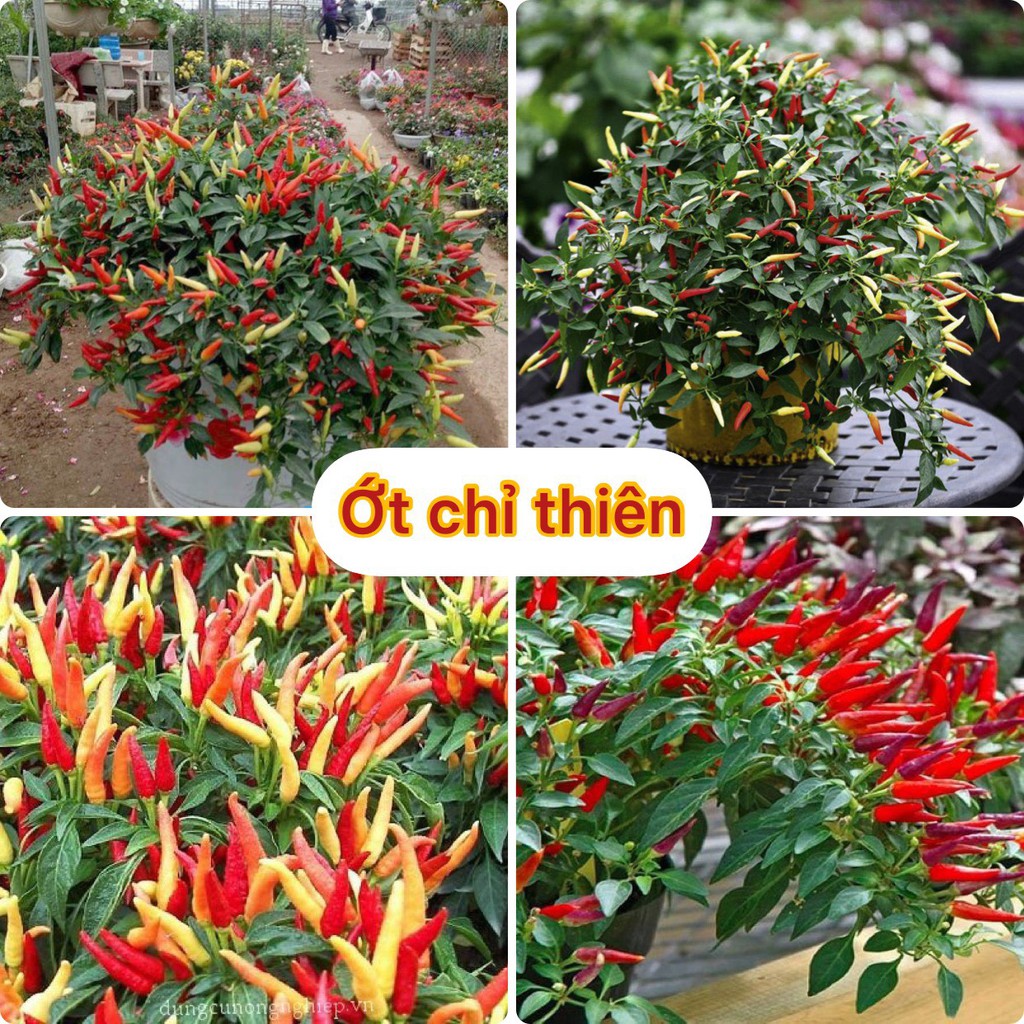 Hạt giống ớt chỉ thiên (gói 60 hạt, tặng kèm phân)