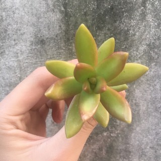 Sen đá vàng size nhỏ