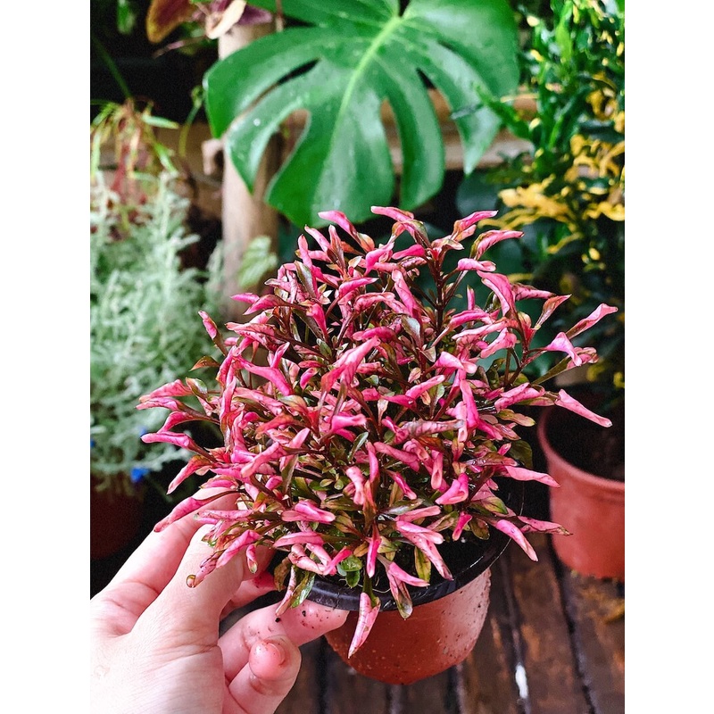 Cây Photinia Little Fenna (Hồng Diệp Thanh) chậu nhựa