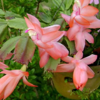 Lan càng cua giống (40k)