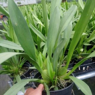 Hoa phong lan vũ nữ cam lửa