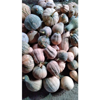Bí đỏ cô tiên (1kg = 12.800₫)