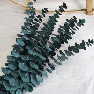 🌸Loại đẹp🌸 Lá khuynh diệp khô màu xanh decor trang trí nhà cửa