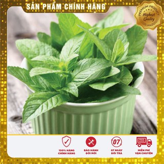Bộ gói hạt giống Húng bạc hà (húng lủi)