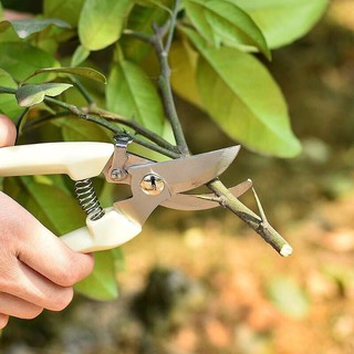 Kéo bấm cành cây
