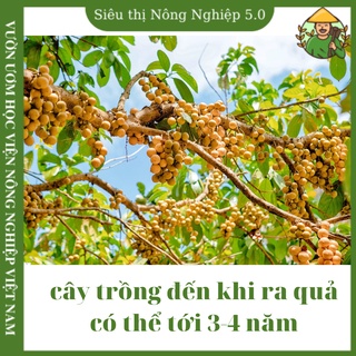 Cây giống bòn bon f1, cây giống dâu da đất đại học nông nghiệp, cây lòn bon giống ghép cao 40cm-60cm