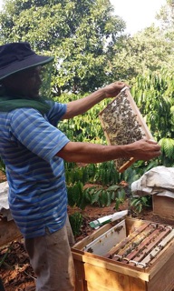 Mật Ong Nhà Nuôi