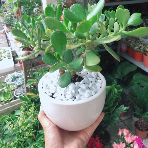 Cây Ngọc Bích  - cây cảnh để bàn