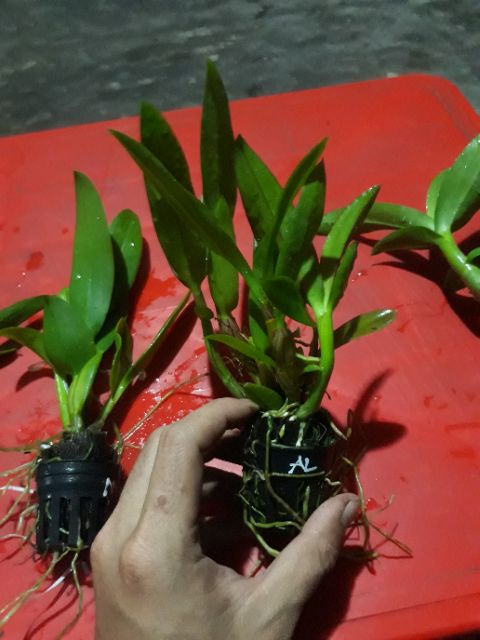 Combo 5 loại denro nắng