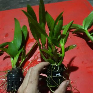 Combo 5 loại denro nắng