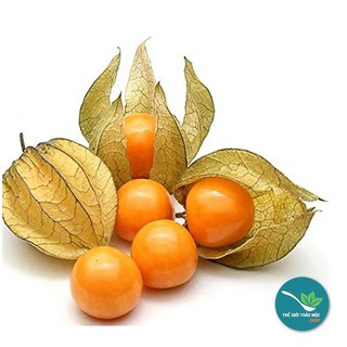 Cây Tầm Bóp khô 1KG - TM080