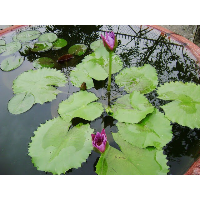 Phân viên nén hữu cơ Golden Flowers Thailand chuyên bón cây sen, súng và các loại thủy sinh khác vỉ 14 viên