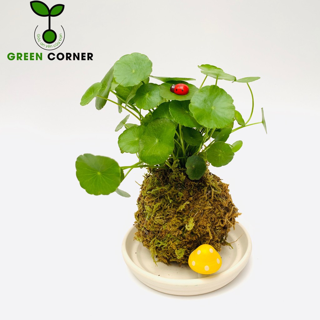 Cỏ đồng tiền mini cây để bàn kokedama cây cầu rêu