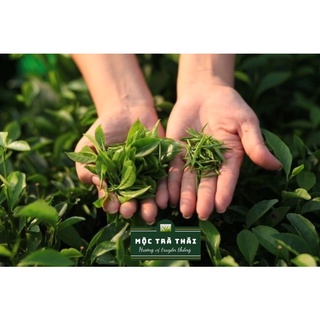 Trà xanh đặc sản Thái Nguyên