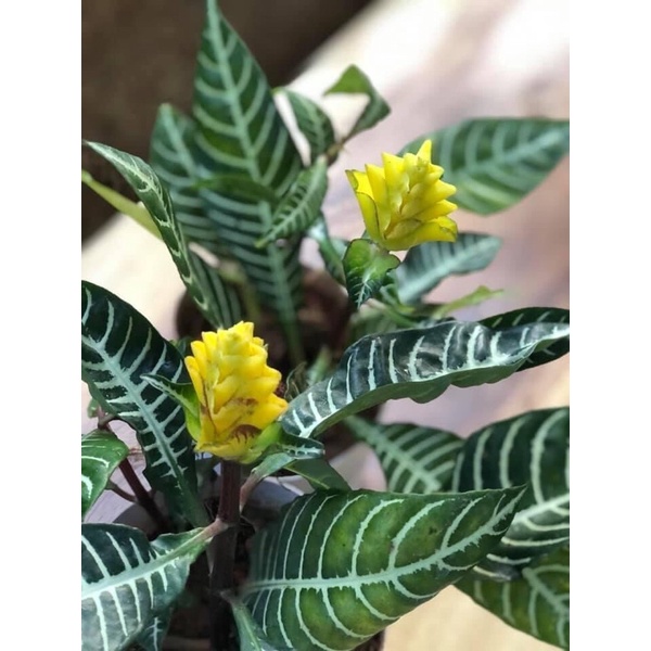 Chậu cây Ngựa vằn -zebra plant