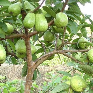 Cây Giống Ổi lê Đài Loan Siêu Trái