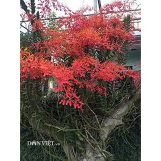 COMBO 5 CÂY GIỐNG LAN PHƯỢNG VỸ ĐỎ SIÊU ĐẸP SIÊU RẺ