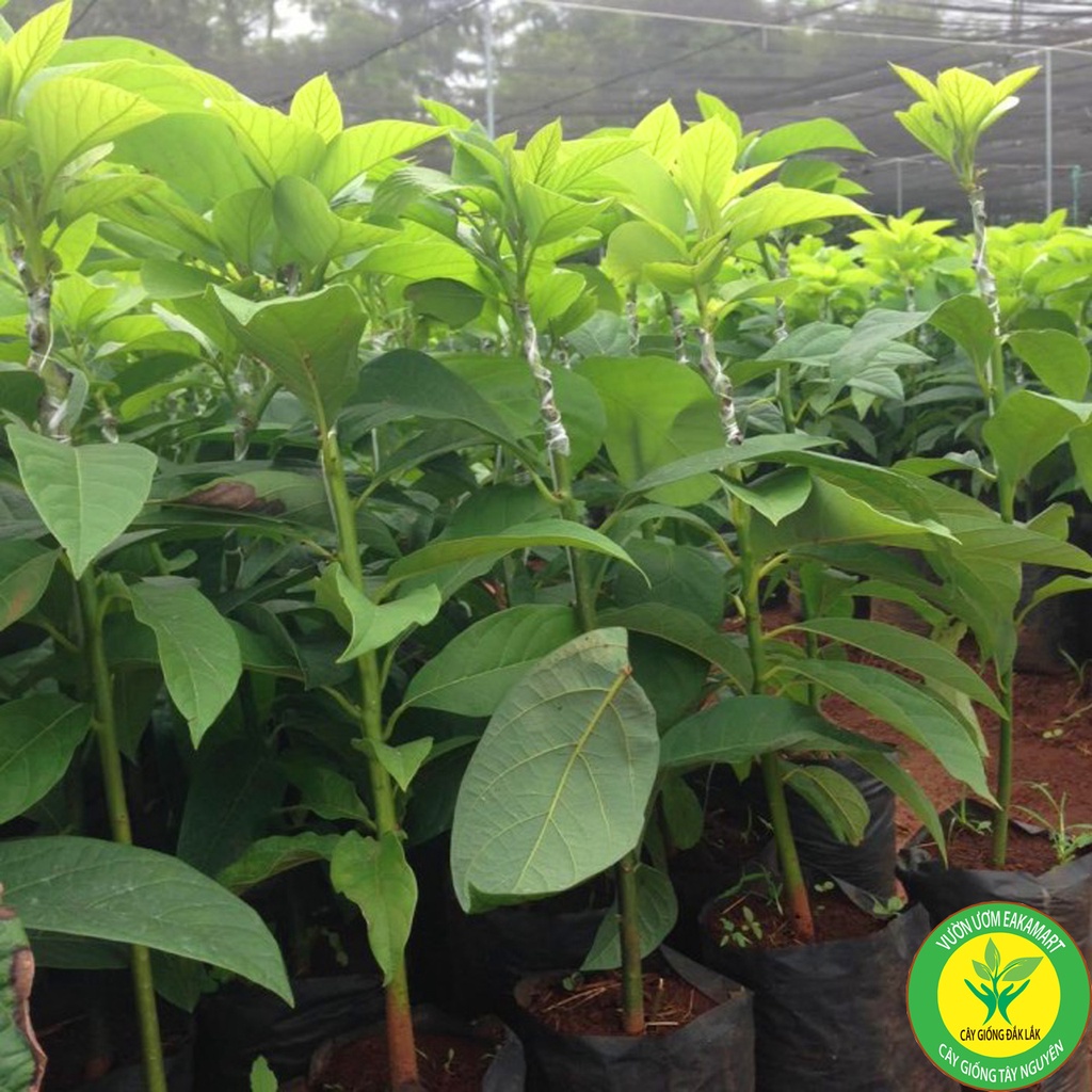 CÂY GIỐNG BƠ CUBA TRÁI TO Đầu Dòng