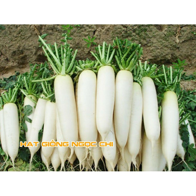 Hạt Giống Củ Cải Trắng (Ngọt) - 20Gr