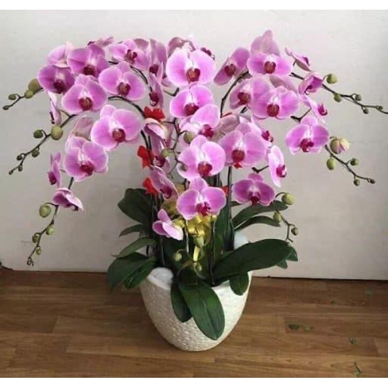 Hoa lan hồ điệp cây có ngồng