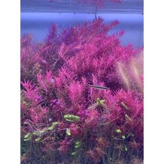 Cây Thủy Sinh Rotala Colorata