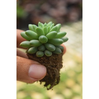 sen đá chuỗi ngọc bi mới mini 2-4cm