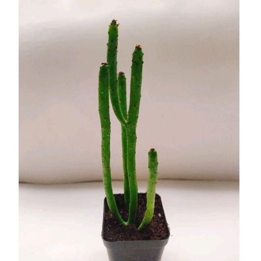 Sen bó đũa và euphoria