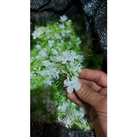 100gr CỎ ĐIỂM BI TRẮNG LOẠI CAO CẤP XỊN SÒ ,DÙNG TRANG TRÍ CHO BÓ HOA SÁP ,HOA GIẤY ,HOA HANMADE