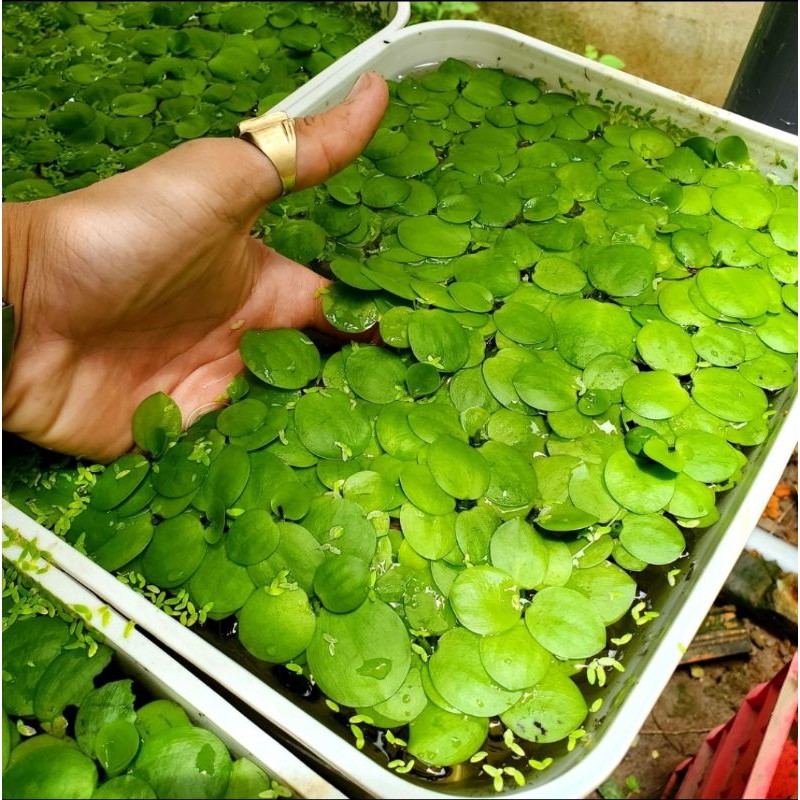 6 Cây bèo nhật - lọc nước, cây thuỷ sinh phụ kiện trang trí bể cá - bể thủy sinh giá rẻ bèo