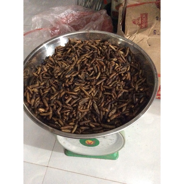 100g sâu canxi khô cho thú cưng