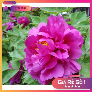 Hạt Giống Hoa Mẫu Đơn Kép Mix ( Gói 05 Hạt) LUCKY.VN