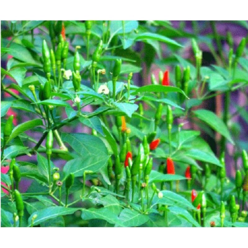 Ớt xiêm rừng sốc muối ,cay giòn quanh năm .chai 330ml 🌶.