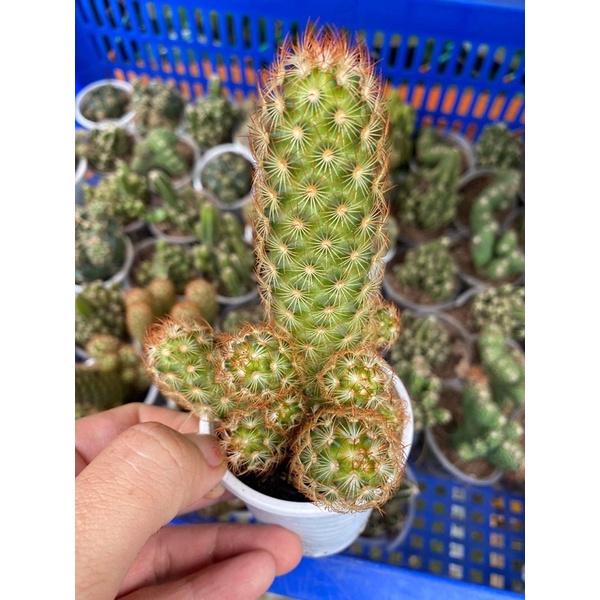 Một nhánh xương rồng ngẫu nhiên