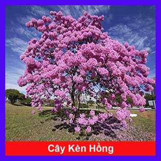 Cây Kèn Hồng - cây cảnh sân vườn
