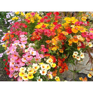 Hạt giống hoa Cúc Nemesia Mix