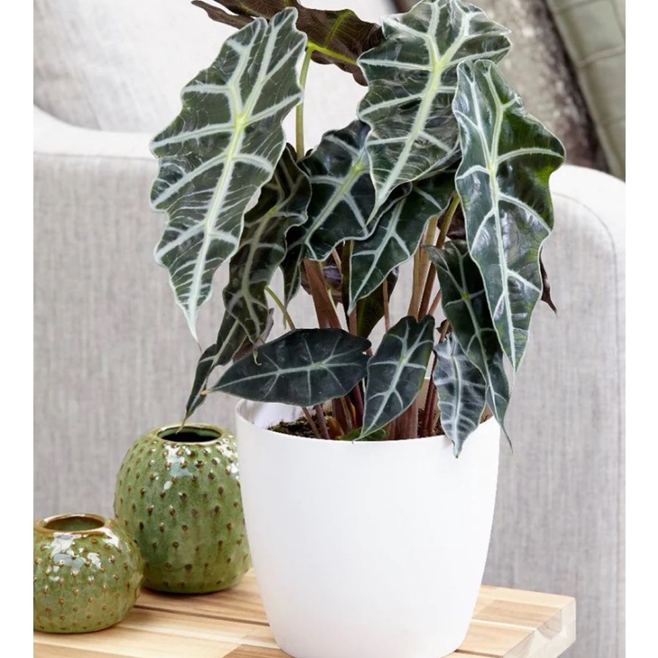 Cây môn quan âm - Alocasia Polly - Cây khoẻ, thuần