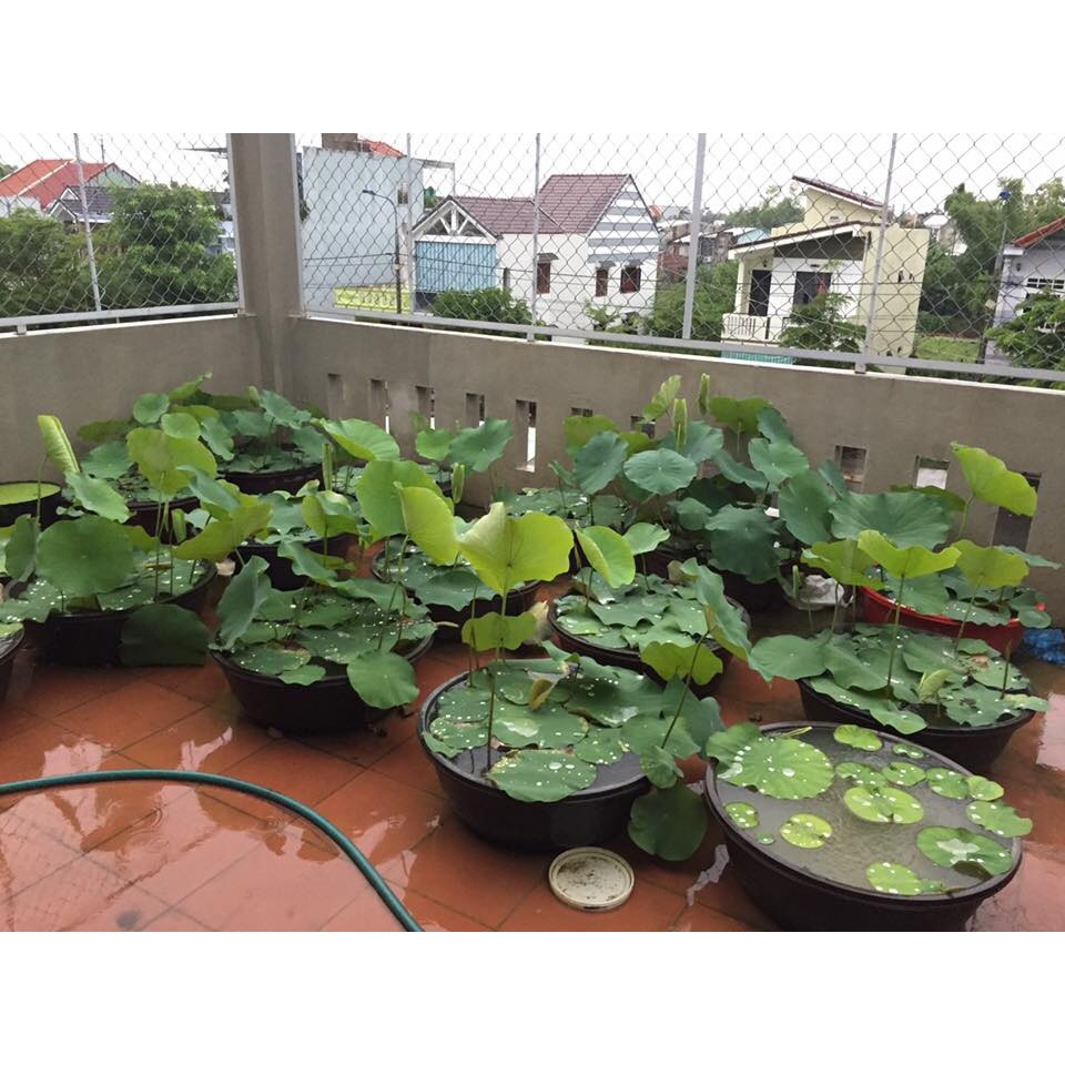 Phân viên nén hữu cơ Bua Thong Thailand chuyên bón cây sen, súng và các loại thủy sinh khác vỉ 12 viên, lọ 50 viên