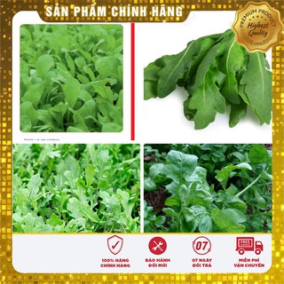Hạt giống rau cải rocket cao sản