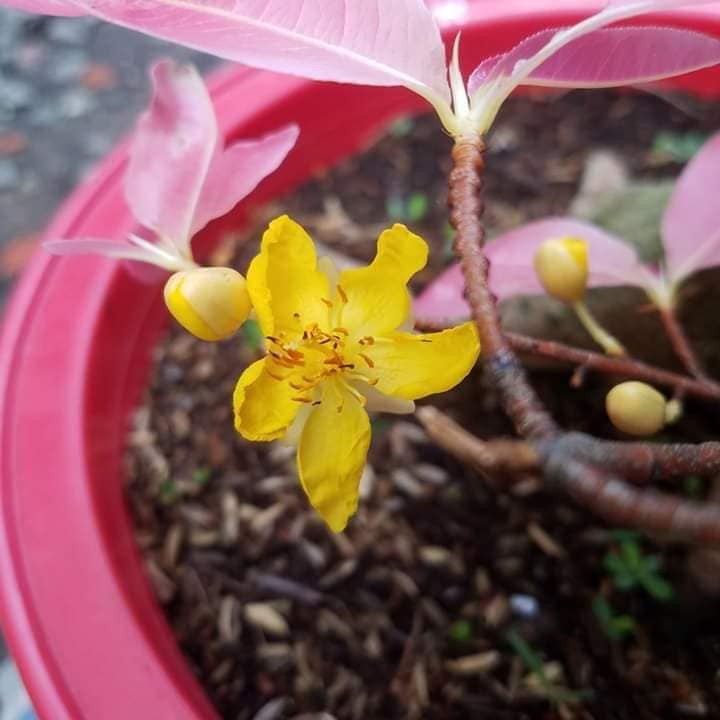 Cây Mai Lá Ngọc Cành Vàng