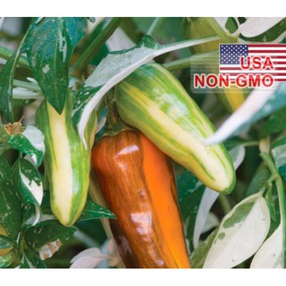 5h hạt giống ớt cầu vồng châu phi 60cm capsicum