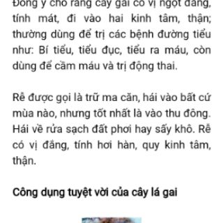 Cây lá gai