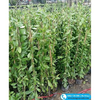 Cúc tần Ấn Độ ( cây dây leo , rủ ).