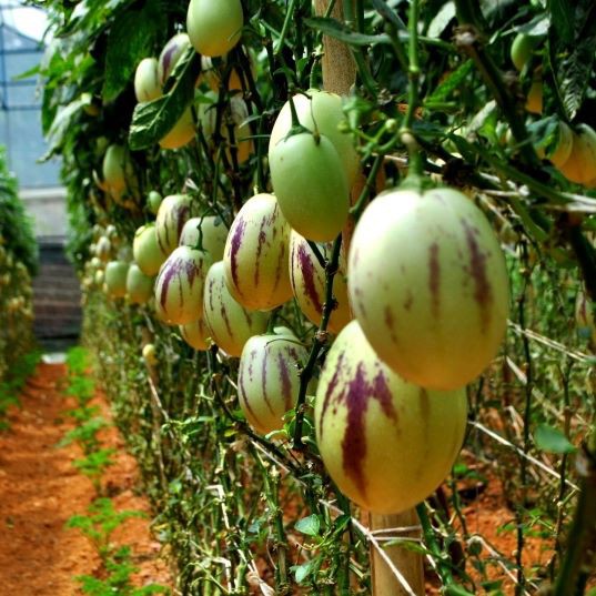 Hạt giống Dưa Pepino