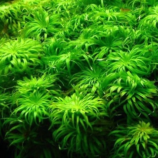 Syngonanthus sp."Belem" - Cây Tonia/Thái Dương Thảo - Cây Thuỷ Sinh