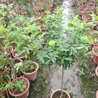 Hồng dáng tree xanh