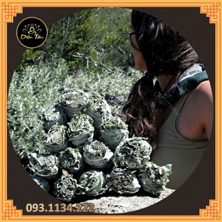 Cây Xô Thơm Trắng/Xô Thơm Xanh/Tuyết tùng Nam California - White Sage/Blue Sage/Cedar Sage